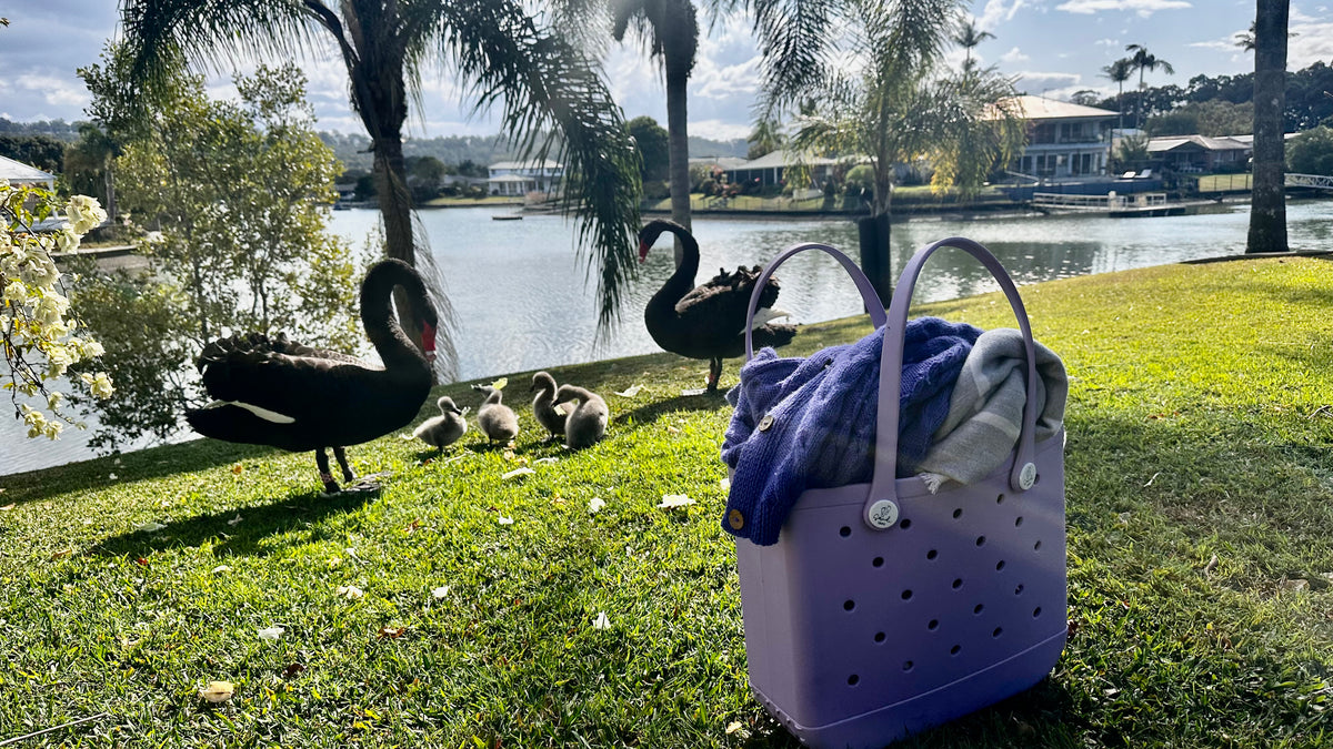 Swans and their chicks are swanning around beside a Sandi Toes silicone bag